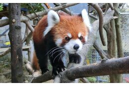 熊本市動植物園開園100周年記念サポーター募集