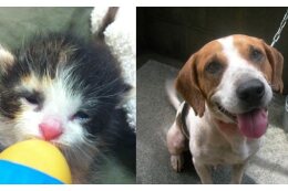 熊本市の動物愛護推進を支援！ ～人と動物の共生社会の実現を目指す～