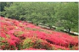 ④市長におまかせ