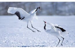 特別天然記念物「タンチョウ」の愛護に関する事業