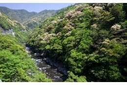 1　綾町の照葉樹林とユネスコエコパーク推進のための事業