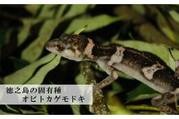 世界遺産推進事業