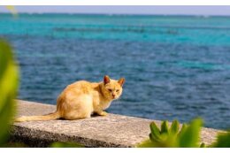 動物の愛護と管理に関する事業