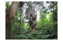 8.地球温暖化防止事業の推進【地球温暖化防止基金(チャレンジマイナス70基金)】