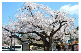 「国史跡三戸城跡城山公園」応援コース
