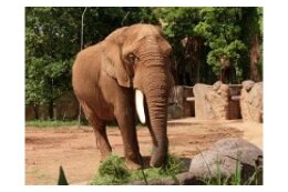 八木山動物公園オフィシャルサポーター