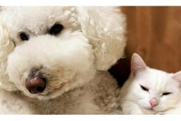 動物愛護の推進