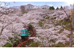 2　“桜のトンネル”を行くスロープカー整備等に関する事業