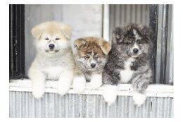 4-1  秋田犬のふるさと大館に関する事業
