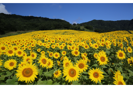 ６三ノ倉高原の花畑づくり