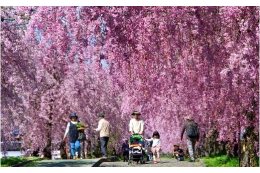 ７日中線記念自転車歩行者道しだれ桜並木の観光地づくり