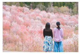 桜の名所を後世に繋ぐ桜峠づくり