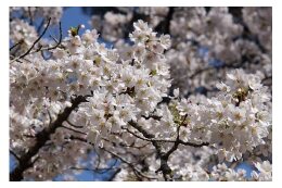 1.桜を愛し守り育ててる事業