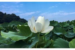 特に指定しない