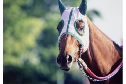 （2）競走馬の里美浦をひろくPRするための事業