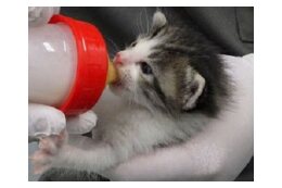 ぐんま動物愛護推進