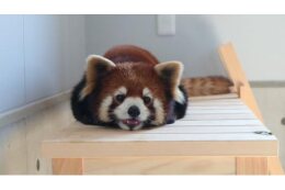 桐生が岡遊園地・動物園整備事業