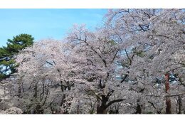 彩の国みどりの基金：都市への植樹