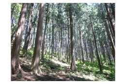 彩の国みどりの基金：森林の保全