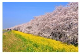 緑豊かで快適なまちづくりの推進
