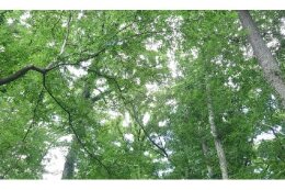 【特定事業】　北秋津・上安松地区都市緑地保全事業　～貴重なみどりを守ろう！～