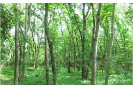 『緑の保全及び緑化の推進に関する事業』