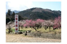 越生梅林に関する事業