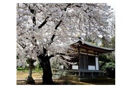 宮代の桜を大きく育てていく事業