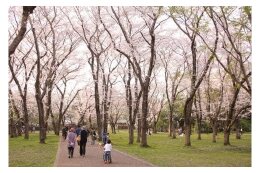 豊かなみどりの維持保全に関する事業
