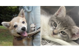 (14)動物愛護事業