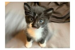 せたがや 動物とともにいきるまちプロジェクト