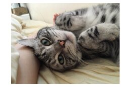 13.動物愛護