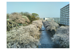 さくらde観光まちづくり