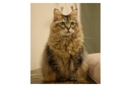 私の寄附で動物愛護！