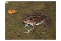 トウキョウダルマガエルや希少動植物などがすむ水辺環境と緑の保全のために