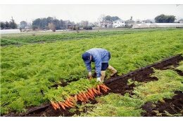 2. 農産物の特産化等、農業振興に関する事業