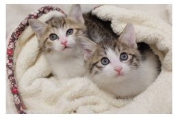 動物愛護