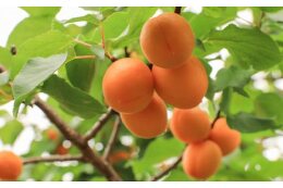 魅力ある農産物の生産（農業振興）