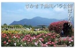 花と緑　ばら　いっぱいのふるさとさかきを応援します