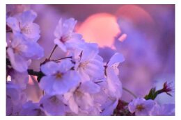 岡崎市の花「桜」を活かしたまちづくり