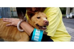 11.すべての犬と猫の幸せを願って