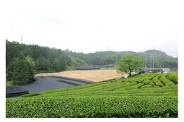 宇治茶の普及