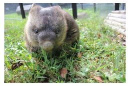 14-25 ウォンバットと五月山の未来を守るため