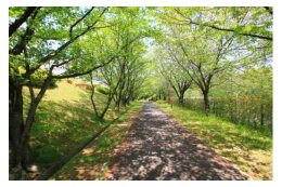 緑の保全及び環境の保護