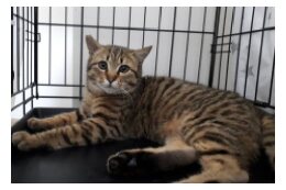 生活環境の保全と動物愛護の推進