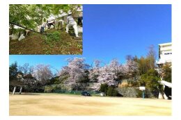 市民によるまちづくり活動の推進に関する事業（桜小コミュニティ協議会）