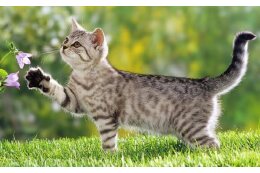 【動物愛護・環境づくり】猫の殺処分ゼロと、人と動物に優しい環境づくり