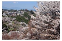 信仰の桜コース