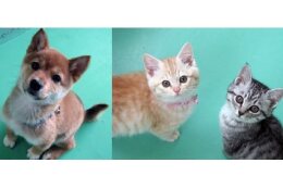 犬猫の殺処分ゼロを目指す活動への支援