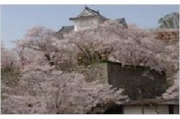 桜あふれる津山城整備事業